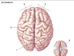 <p>The dorsal surface of the brain.</p><p>Cerebrum.</p><p>5</p>