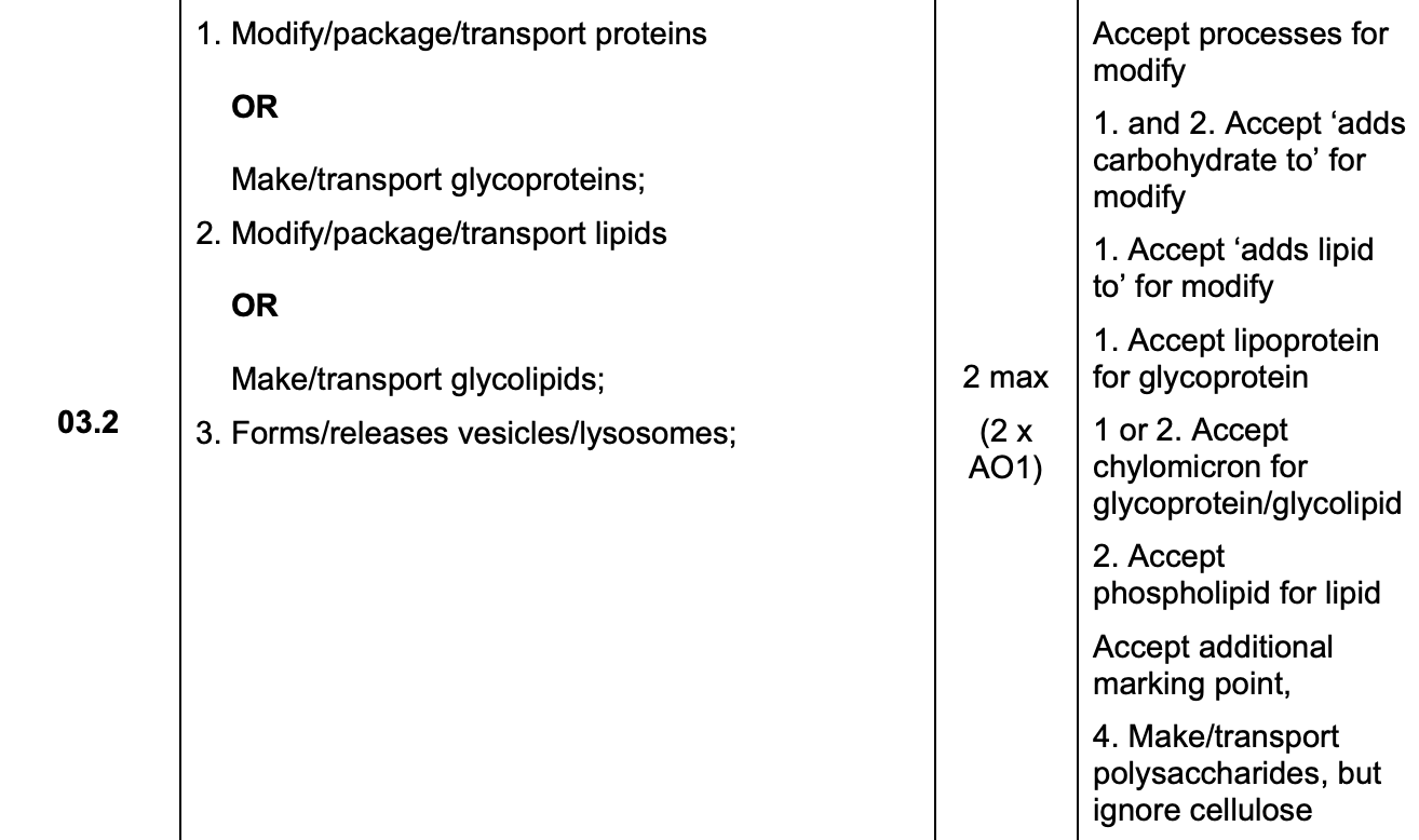 <ul><li><p>modifying/packaging/transporting proteins/glycoproteins</p></li><li><p>modifying/packaging/transporting lipids/glycolipids</p></li><li><p>form vesicles and lysosomes (as they are Golgi vesicles) </p></li></ul><p></p>