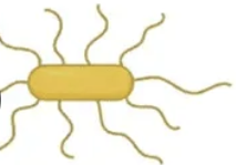 <p>MOTILITY: What type of flagellation is this? Give an example organism </p>