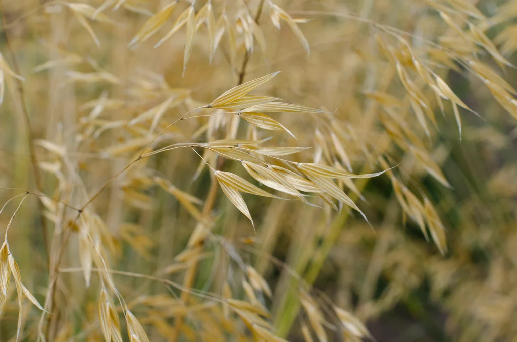 <p><span><em>Stipa</em> <em>gigantea </em>light preference </span></p>