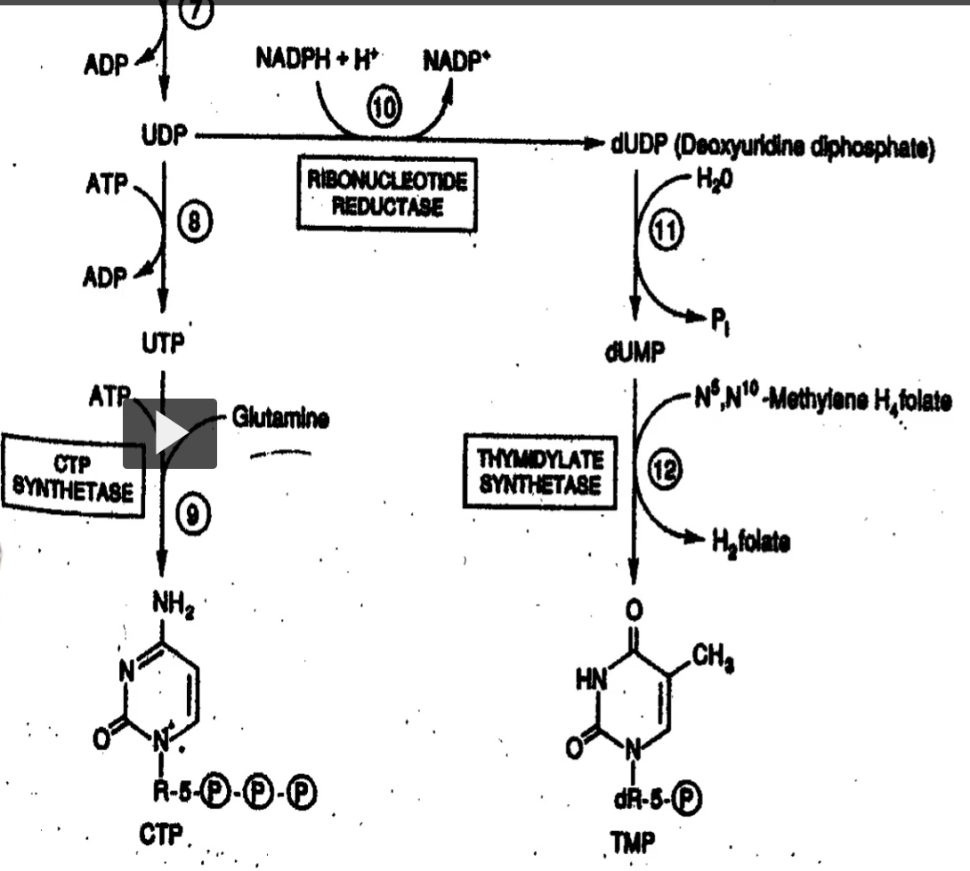 knowt flashcard image