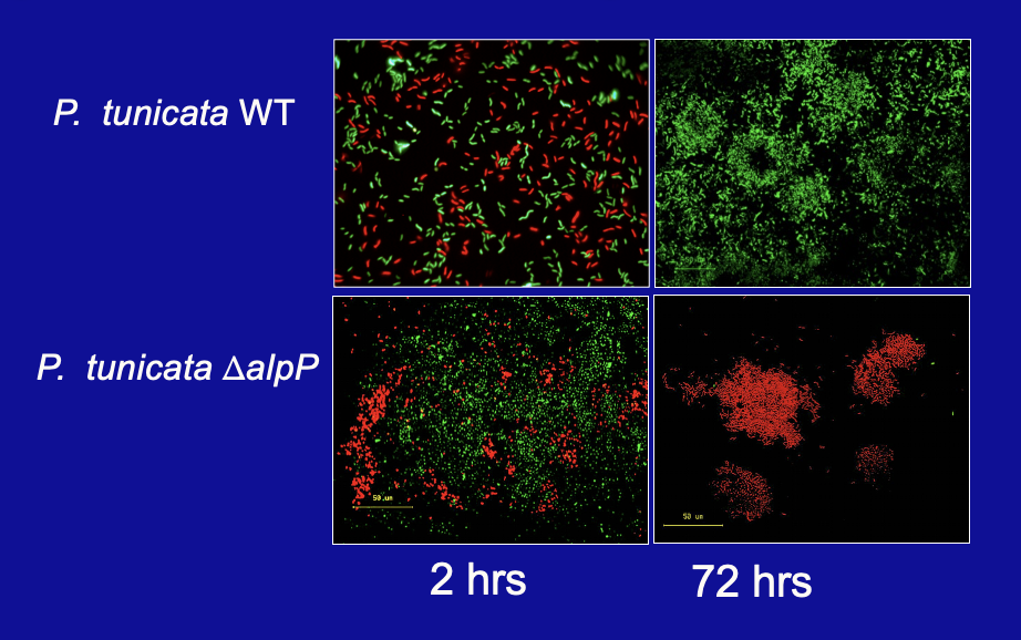 <p><span><em>Yes</em></span></p><p><span><em>A&nbsp;</em> <em>P. tunicata</em> ΔalpP mutant strain exhibits reduced ability to compete against <em>P. gracilis</em></span></p>