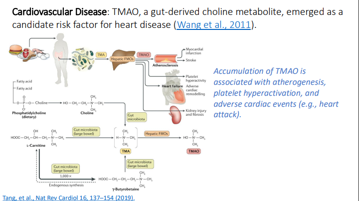 <ol><li><p>Atherogenesis</p></li><li><p>Platelet hyperactivation </p></li><li><p>Adverse cardiac events (ex: heart attack)</p></li></ol><p></p>