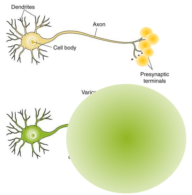 <p>NT met vrijstelling in klassieke synapsen & strikte regionale controle van effecten → zeer precieze signaaloverdracht</p><p>Neuromodulatoren met vrijstelling vanuit synaptische varicositeiten & meer diffuse regionale effecten → modulatie van netwerkactiviteit</p><p></p><p></p>