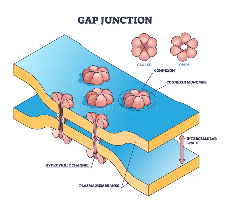 <ul><li><p>the protein channels of junctions</p></li></ul><p></p>