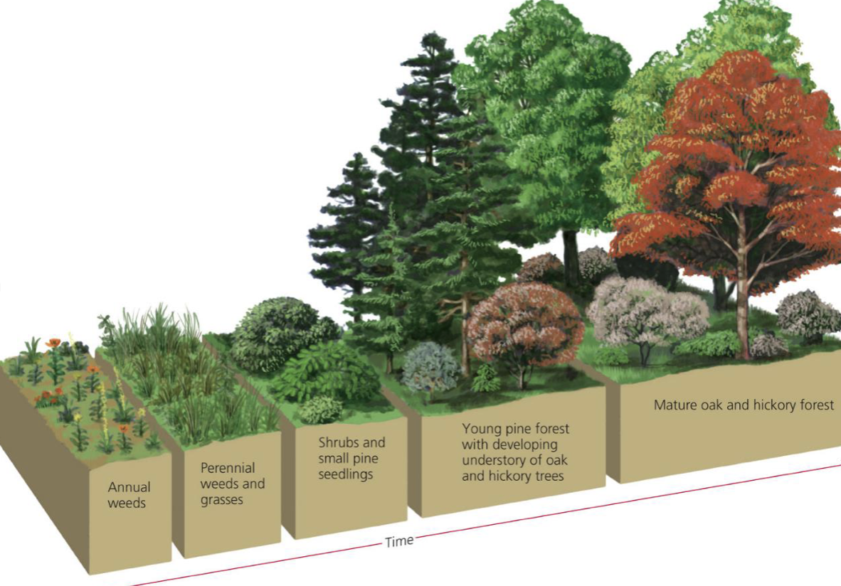 <p>Developmental sequence of communities on previously vegetated soil, can start with an area that had a mild fire (ex. Yellowstone’s fire adapted species)</p>