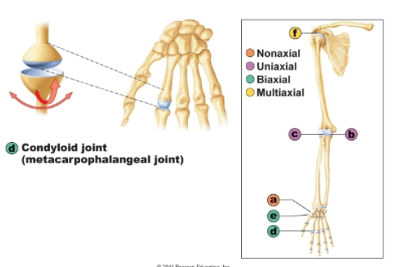 <p>biaxial</p><p>metacarpopharyngeal joint</p><p>flexion, extension, abduction, adduction</p>