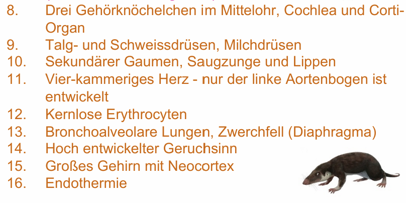<ul><li><p><span>Eierlegend und säugend</span></p></li><li><p><span>Homoiotherm/Endotherm (bei nur 30-32°C)</span></p></li><li><p><span>Milchdrüsen von einfachen Haardrüsen abgeleitet</span></p></li><li><p><span>Diffuses Drüsenfeld, keine Zitzen, Milch wird abgeleckt</span></p></li><li><p><span>Schnabeltier</span></p><ul><li><p><span>Ornithorhynchus anatinus</span></p></li><li><p><span>Giftstachel bei ml</span></p></li><li><p><span>Australien</span></p></li><li><p><span>Eier zwischen Schwanz und Abdomen gehalten</span></p></li></ul></li><li><p><span>Kurzschnabeligel (Echnida)</span></p><ul><li><p><span>Tachyglossus aculeatus</span></p></li><li><p><span>Australien und Neuguinea</span></p></li><li><p><span>Eier in Beutel getragen</span></p></li></ul></li></ul><p></p>