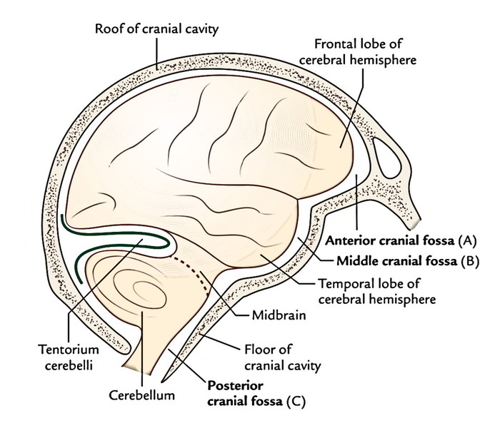 <p>The section of the skull where the brain floats in cranial spinal fluid. Gaps between brain and skull are called fossae</p>
