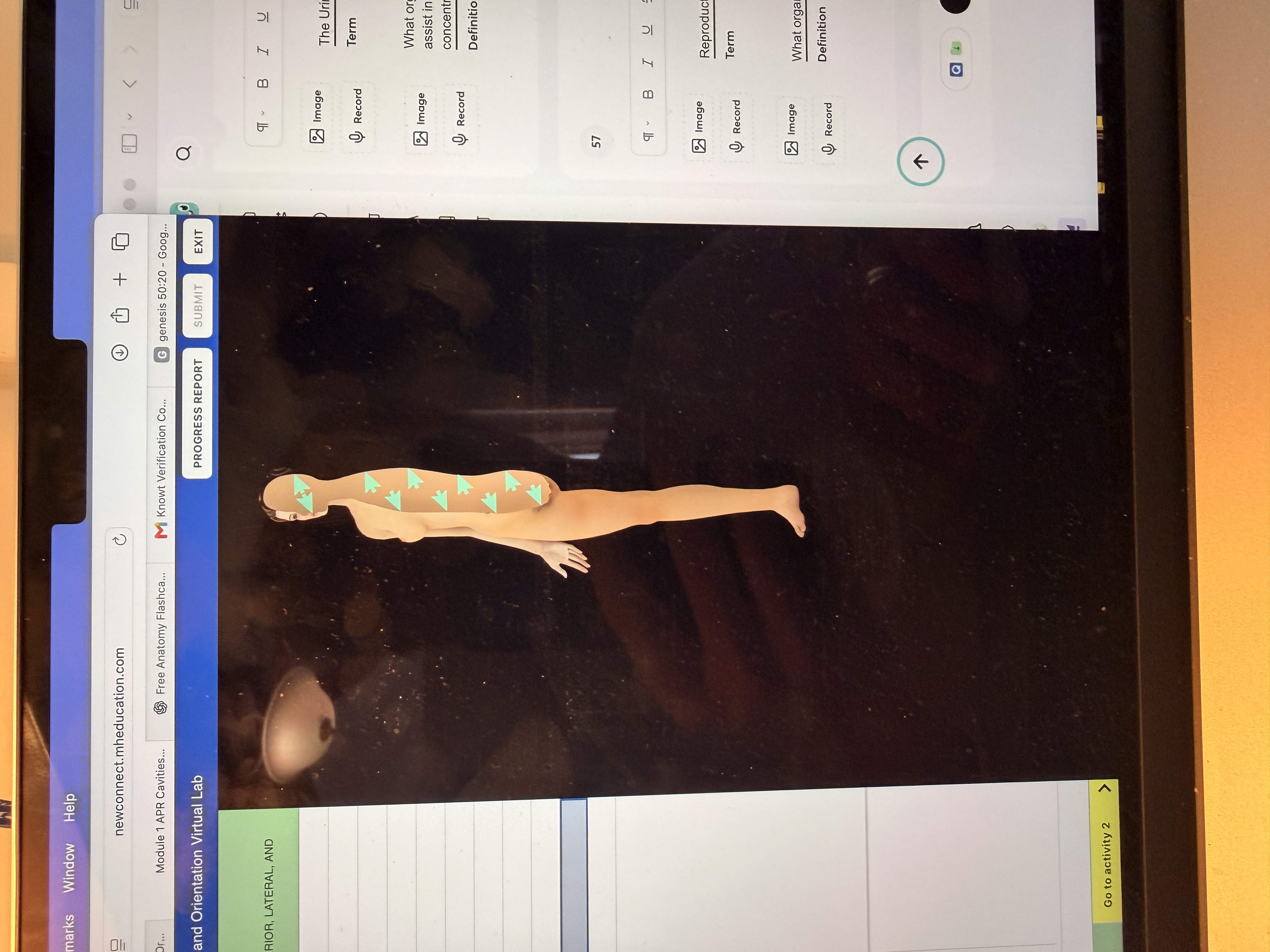 <p>What body orientation is this?</p>