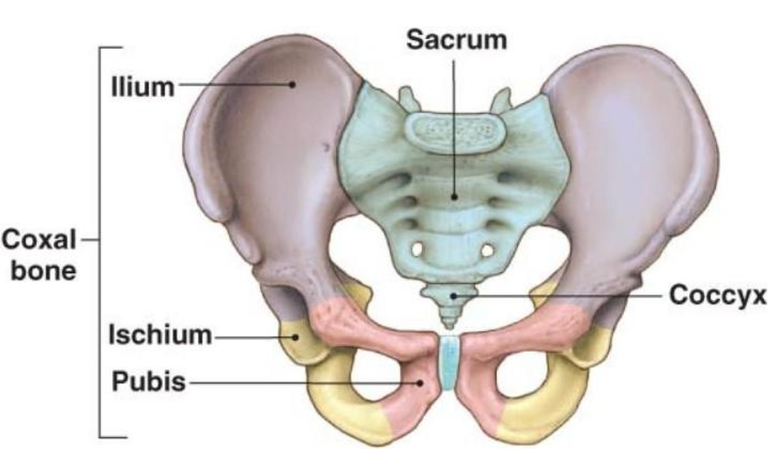 <p><strong>What structures compose the bony pelvis?</strong></p>