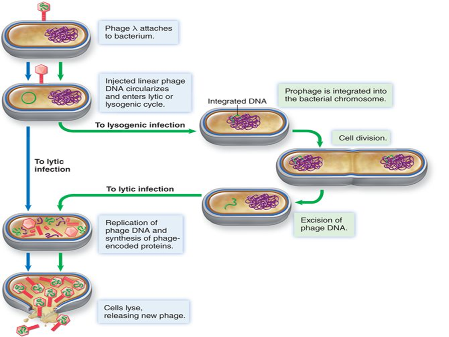 <p><span>virus is incorporated into the <strong><u>host DNA</u></strong></span></p>