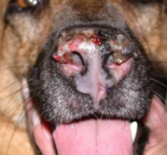 <p>Systemic lupus erythematosus</p>