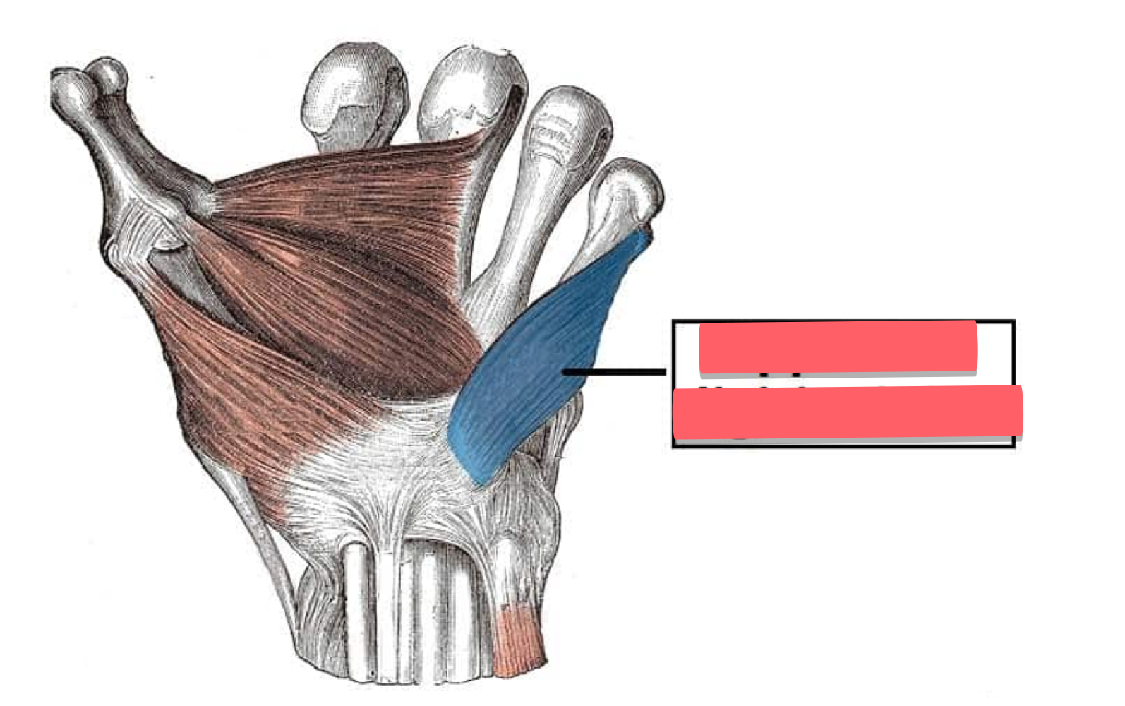 <p>what is the missing structure which is part of the hypothenar eminence</p>