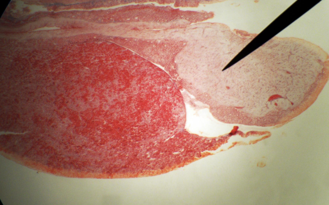 <p>pituitary gland: pars nervosa, pars intermedia, pars distalis, acidophils, basophils</p>