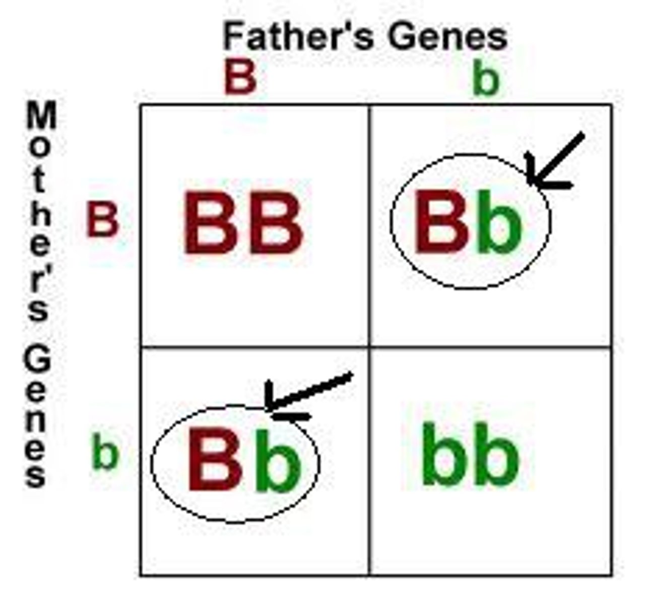 <p>- Possessing differing alleles for a trait</p>