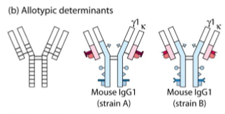 <p>antistoffen die verschillen van elkaar doordat ze afkomstig zijn van verschillende individuen van dezelfde soort</p><p>bv: IgG muis1 vs IgG muis2</p>