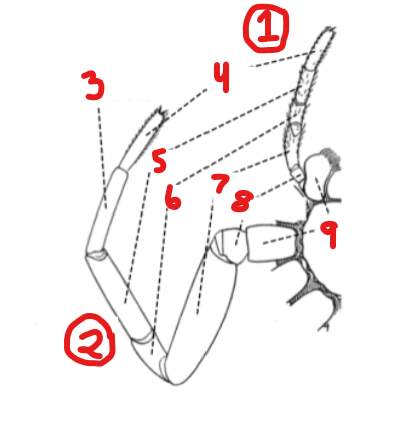 <p>6</p>
