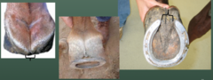 <p>what does contracted heels often indicated</p>