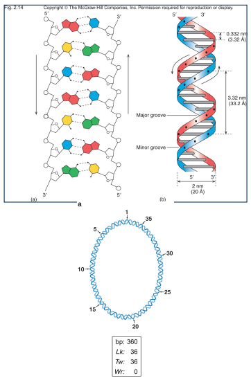 <ul><li><p>for dsDNA, twist is number of full turns of the helix, for B form helix, bp = 10.5, ex. for a segment 105 bp long twist = 105/10.5 = 10</p></li></ul><p></p>