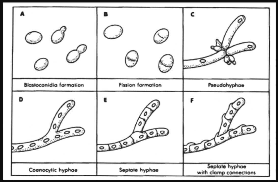 <ul><li><p>A, B: jednobuněčná nemyceliální stélka</p></li><li><p>C: pseudomycelium (pučící elipsoidní buňky)</p></li><li><p>D: coenocytické (nepřehrádkované) mycelium</p><ul><li><p>Mucormycota </p></li></ul></li><li><p>E: přehrádkované mycelium</p><ul><li><p>Ascomycota </p></li></ul></li><li><p>F: přehrádkované mycelium s přezkami</p><ul><li><p>Basidiomycota  </p></li></ul></li></ul><p></p>
