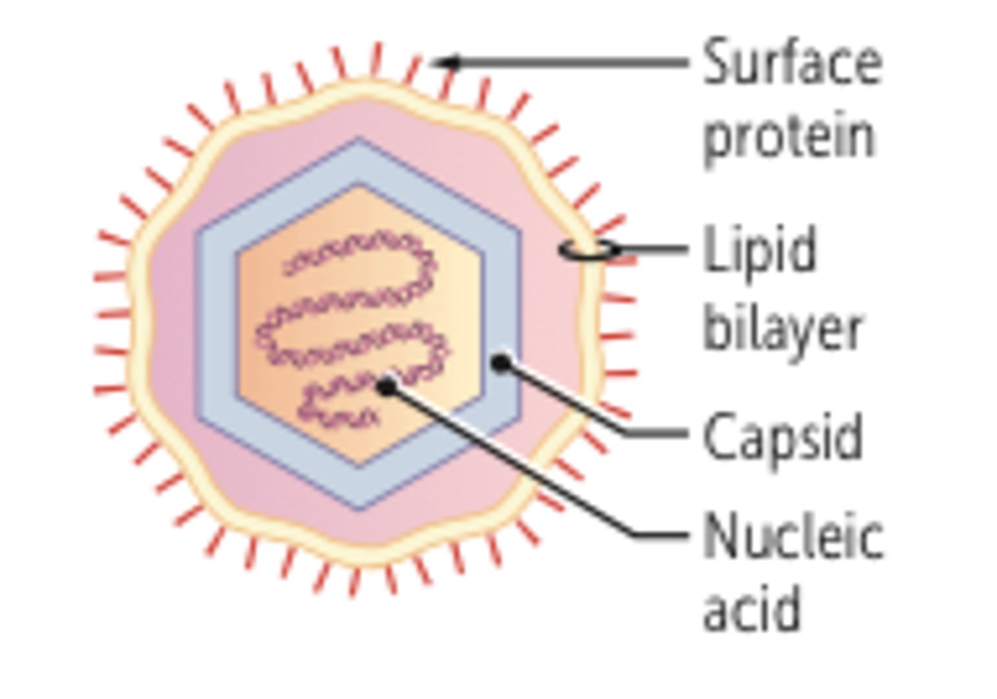 <p>surrounded by envelope (additional structure outside the capsid)</p>
