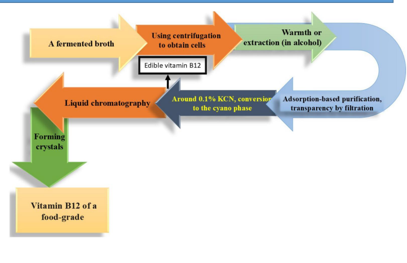<p>Fermented broth → cell recovery</p><ul><li><p>Start with <strong>fermentation broth</strong> containing cells + B₁₂ (mostly intracellular)</p></li><li><p><strong>Centrifugation</strong> separates biomass from liquid</p></li></ul><p>Extraction (warmth or alcohol)</p><ul><li><p>Cells are treated with:</p><ul><li><p>heat</p></li><li><p>alcohol (e.g., ethanol)<br>→ <strong>cell lysis + release of B₁₂ into solution</strong></p></li></ul></li></ul><ul><li><p>denatures unwanted proteins</p></li><li><p>reduces viscosity → easier downstream handling</p></li></ul><p>Adsorption-based purification + filtration</p><ul><li><p>Crude extract contains pigments, proteins, other cofactors</p></li><li><p>Use <strong>adsorption resins</strong>:<br>→ selectively bind B₁₂</p></li><li><p>Followed by <strong>filtration</strong>:<br>→ improves clarity (“transparency”)</p></li></ul><p>Conversion to cyano form (KCN treatment)</p><ul><li><p>~0.1% <strong>KCN</strong> added to convert B₁₂ into:<br>→ <strong>cyanocobalamin (stable form)</strong></p></li><li><p>Why:</p><ul><li><p>native forms (adenosyl-, methyl-B₁₂) are unstable</p></li><li><p>cyanocobalamin is:</p><ul><li><p>more stable</p></li><li><p>easier to purify</p></li><li><p>preferred for supplements</p></li></ul></li></ul></li></ul><p>Liquid chromatography → fine purification</p><ul><li><p>Removes remaining impurities:</p><ul><li><p>analogs of B₁₂</p></li><li><p>incomplete intermediates</p></li></ul></li></ul><p>Crystal formation</p><ul><li><p>Final purified B₁₂ is:<br>→ <strong>crystallized</strong></p></li><li><p>Benefits:</p><ul><li><p>high stability</p></li><li><p>easy storage and transport</p></li><li><p>precise dosing</p></li></ul></li></ul><p></p>