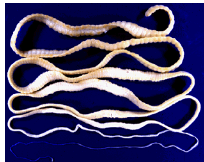 <p>what are the<strong> tapeworm segments </strong>called?</p><p></p>