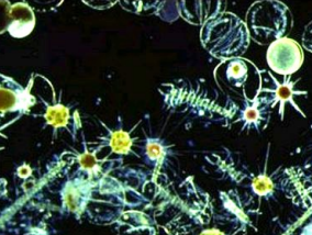 <p>Phytoplankton </p>