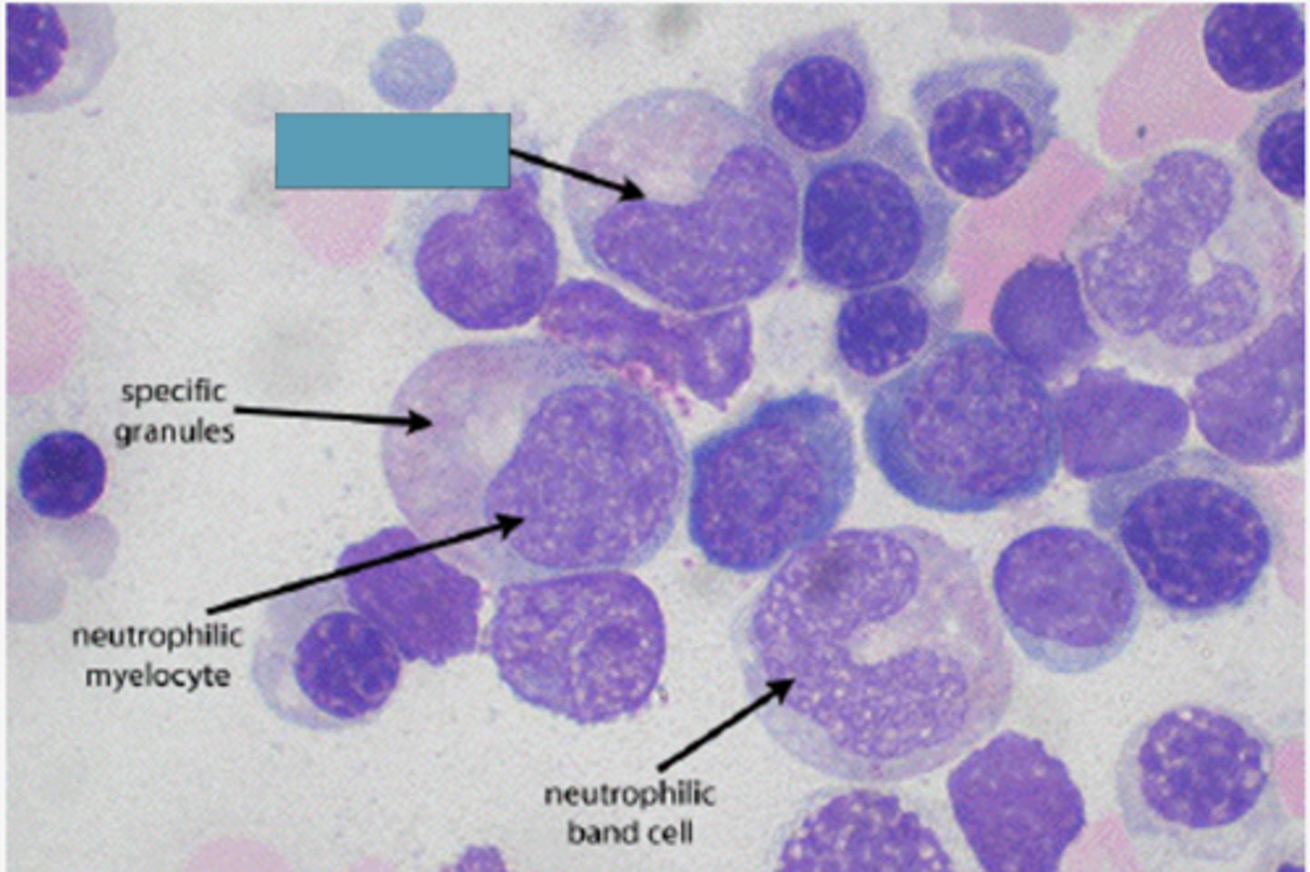 <p>Identify the DEVELOPING Cell</p>