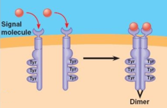 <p>1. Growth factors or local signaling molecules bind to receptor site</p><p>2. 2x RTKs dimerize → the RTKs cross phosphorylate one another → creates SH2 domain (binding site for intracellular enzymes)</p>