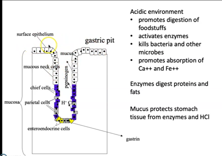 <p>Describe the mechanism by which acid is secreted by the stomach. Write the chemical equation by which H+ are generated</p>