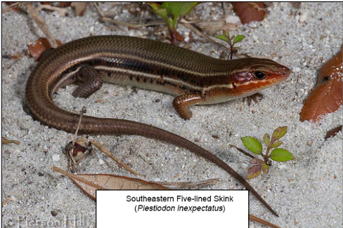 <p>Southeastern Five-lined Skink, o enlarged scales in middle row of tail; two postlabial scales</p>