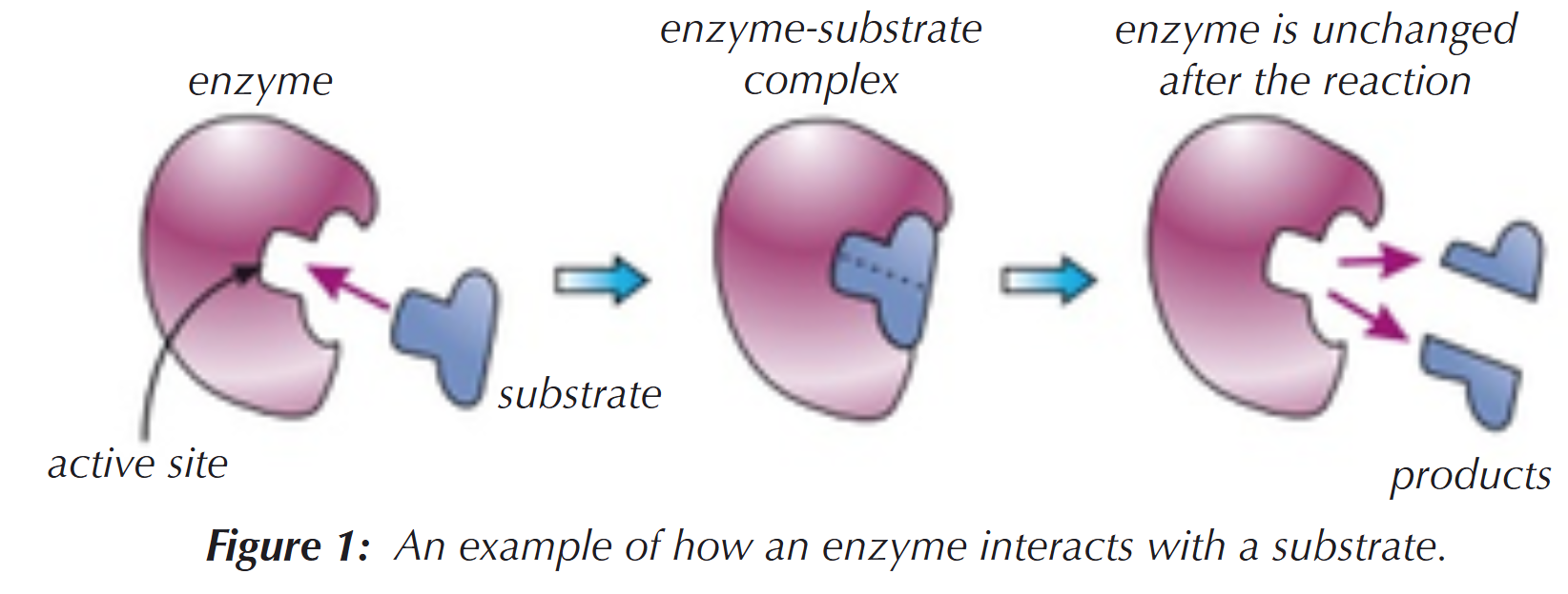 <p>Enzymes only work with specific, complementary substrates (usually only one):</p><ul><li><p>the lock &amp; key model states that, for an enzyme to work, the substrate has to fit into the active site</p></li><li><p>if the substrate’s shape doesn’t match the active site’s shape, then the reaction won’t be catalysed</p></li></ul><p></p>