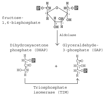 <p>Step 4</p><p>cleavage of FBP to yield two 3-carbon molecules </p><p>Yields glyceraldehyde-3-phosphate (GAP) dihydroxyacetone phosphate (DHAP) (isomers)</p><p></p>