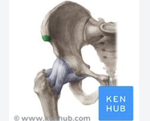<p>Anterior Superior Iliac Spine</p>