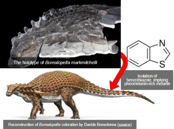 <p>In exceptional cases, molecules can be preserved and extracted from fossils</p><p>● Examples of these molecular fossils include ancient DNA, proteins, and lipids (fats)</p><p>Rapid fossilization, organic matter made from the orignial animal</p>