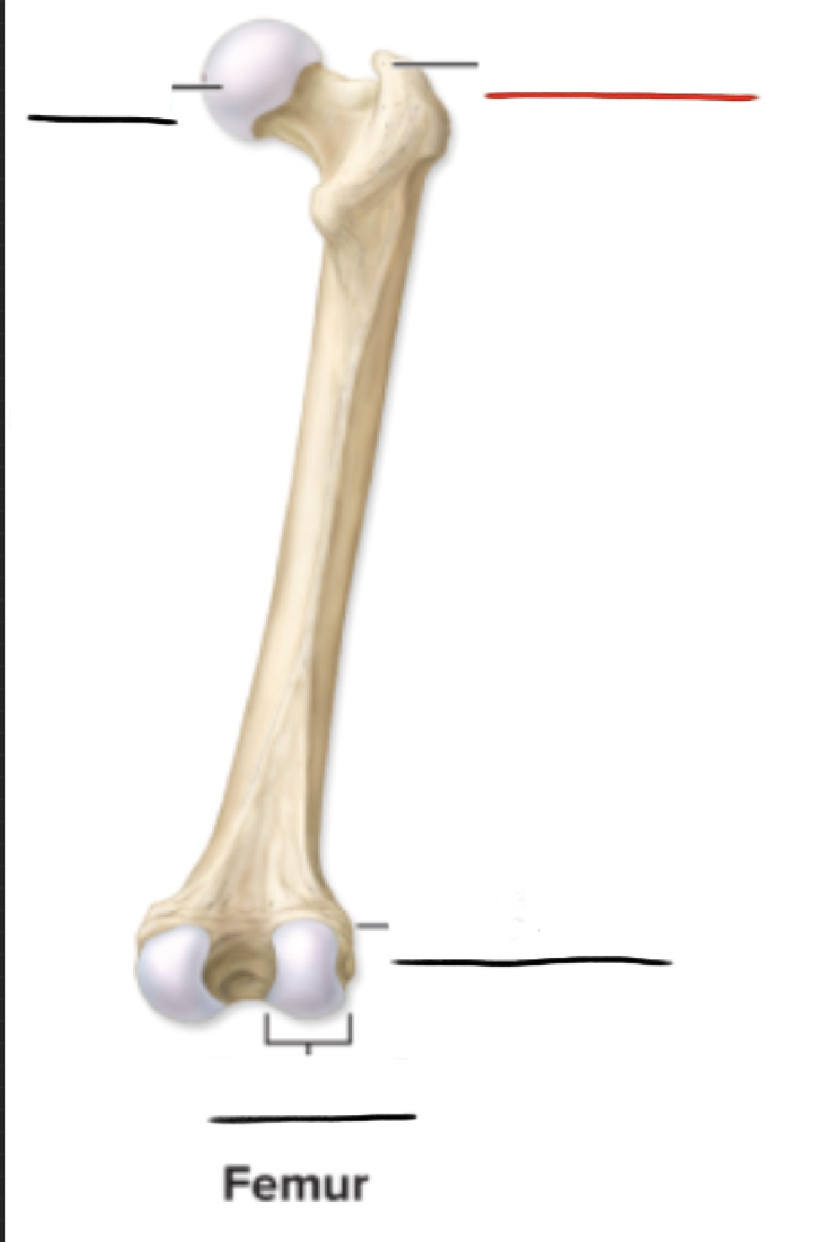 <p><strong>Anatomic Term</strong></p><p>Description</p><p>(General Structure)</p>
