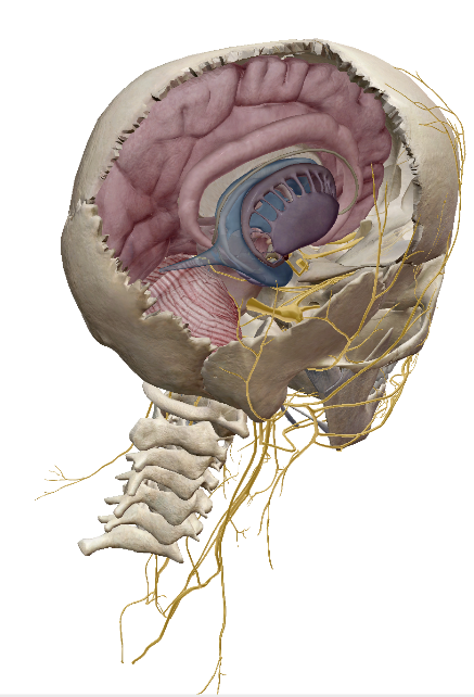 <p>Cranial</p>