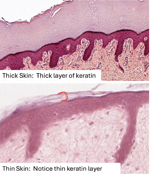 <p>What kind of tissue is this?</p>