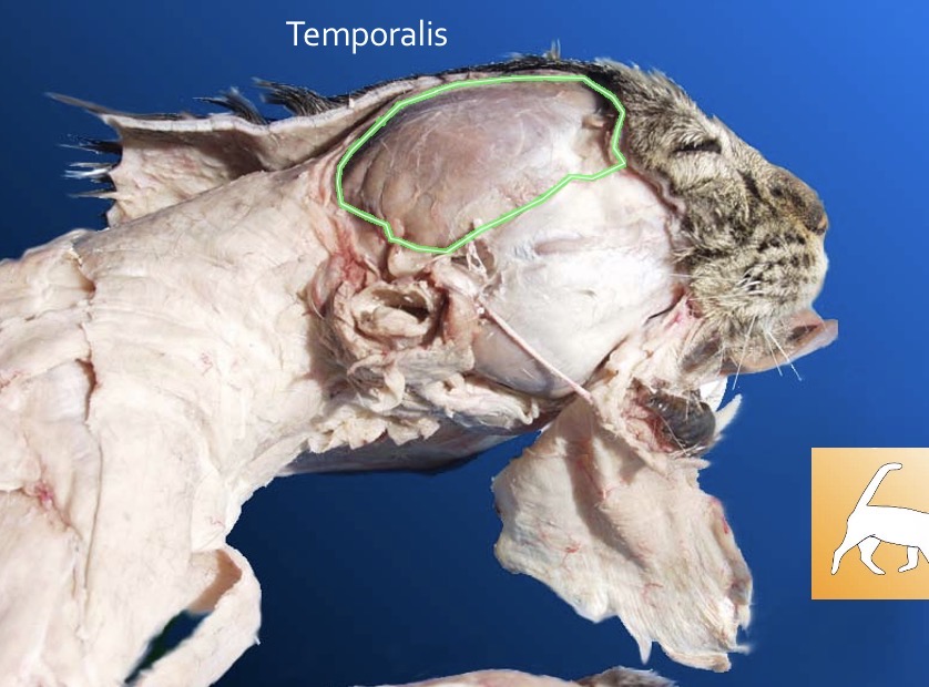 <p>Temporalis</p><p>action: elevates mandible</p><p>s: masseter</p><p>antagonist: diagastric</p>