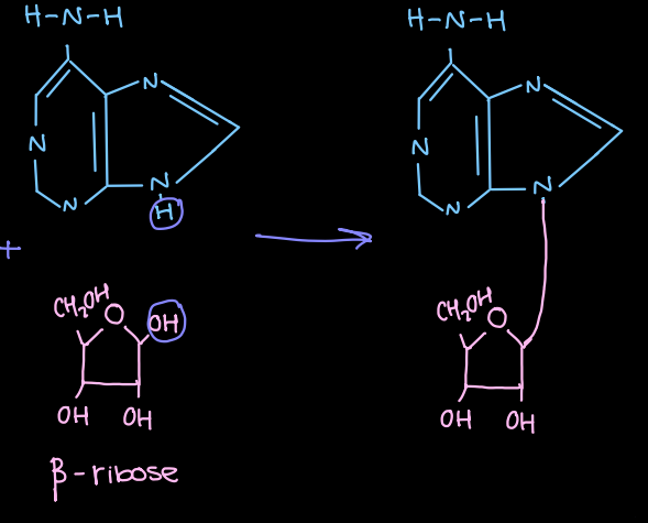 <p>on the bottom Nitrogen (replace the H)</p>