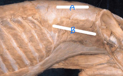 <p>B</p>