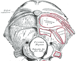 <p>What is this pointing to? What bone is it on?</p>