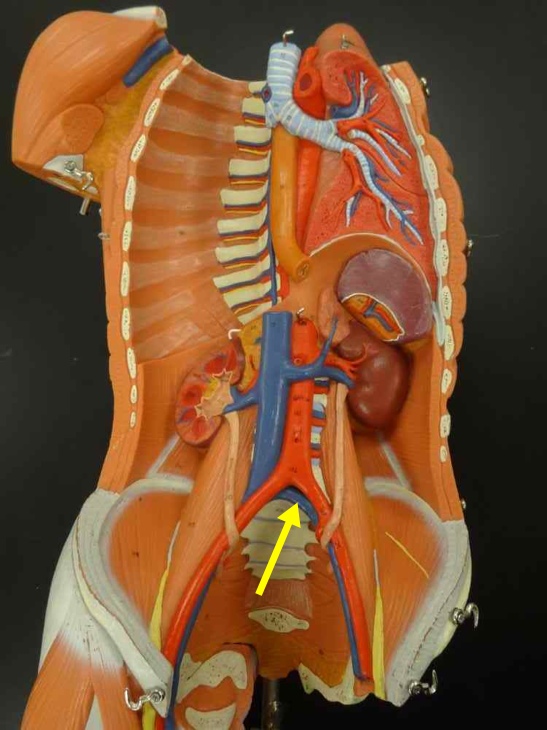 <p>Name the structure</p>