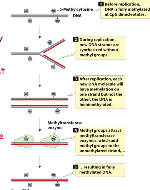 <p><span style="color: blue;">Methyltransferase enzyme</span> adds methyl to hemimethylated DNA</p>