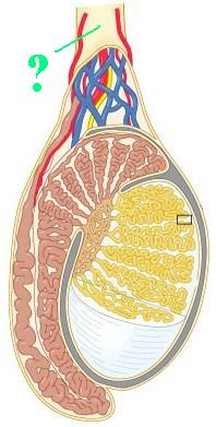 <p><span>Identify the indicated structure.</span></p>