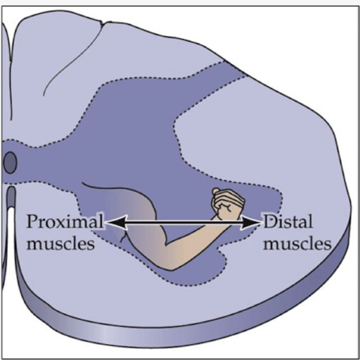 <ul>
<li>Somatotopic organization corresponding to body parts  </li>
<li>Medial region for proximal muscles  </li>
<li>Lateral region for distal muscles.</li>
</ul>