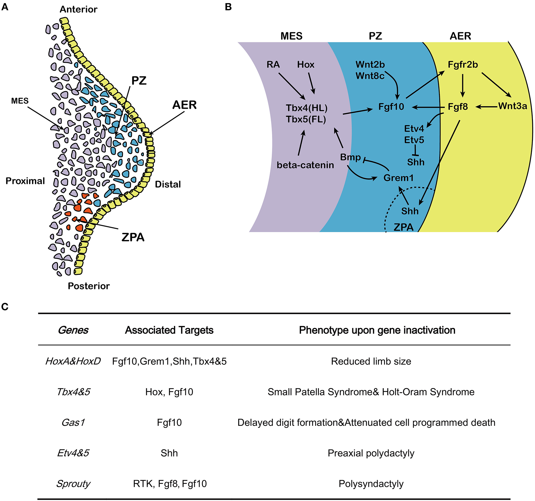 <ul><li><p>starts with signal NOT RA</p></li><li><p>(mesoderm)? -→ + pitx1 OR Islet1 -→ + <strong>TBX4 </strong>→+ wnt2b → +(ectoderm) <strong>fgf10 </strong>→ +wnt3a → + fgf8</p><ul><li><p>+ feedback loop: fgf8 → + fgf10 → + TBX5</p></li></ul></li><li><p>TBX4 = hindlimb identity</p></li></ul><p></p>