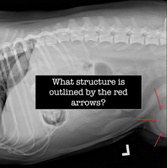 <p>What structure is outlined by the red arrows?</p>